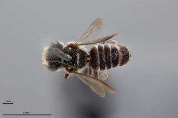 Media type: image;   Entomology 790894 Aspect: habitus dorsal view